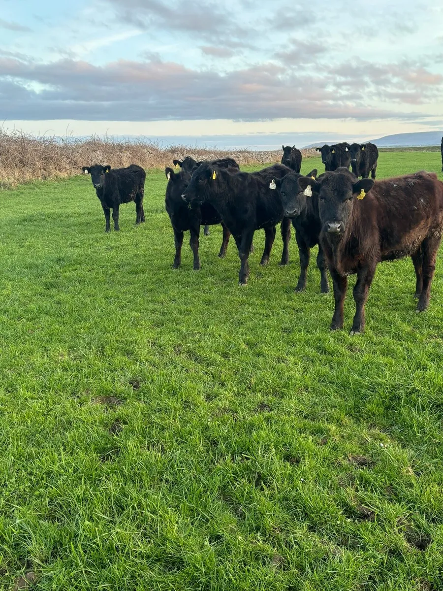 Angus weanlings - Image 1