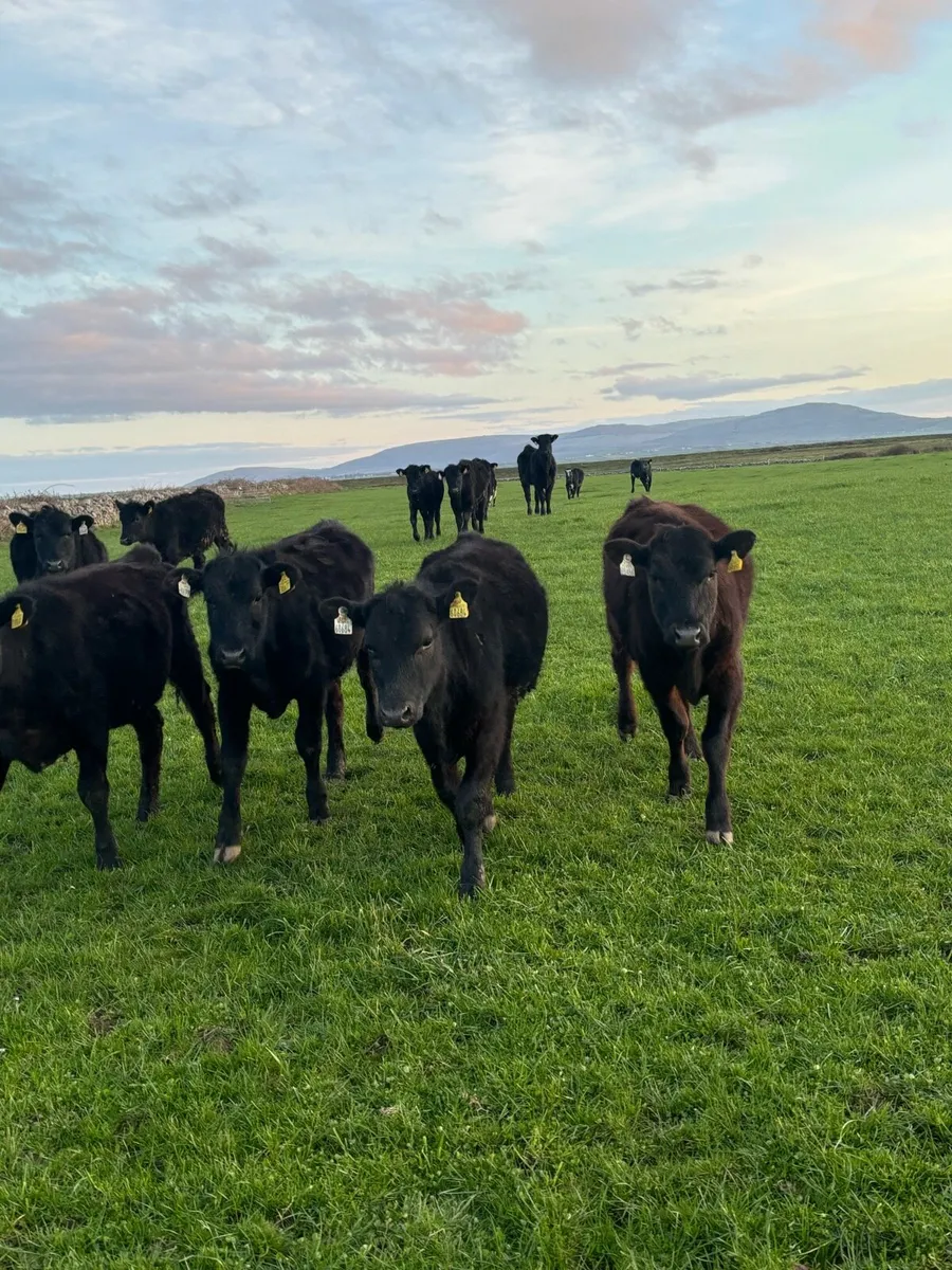 Angus weanlings - Image 2