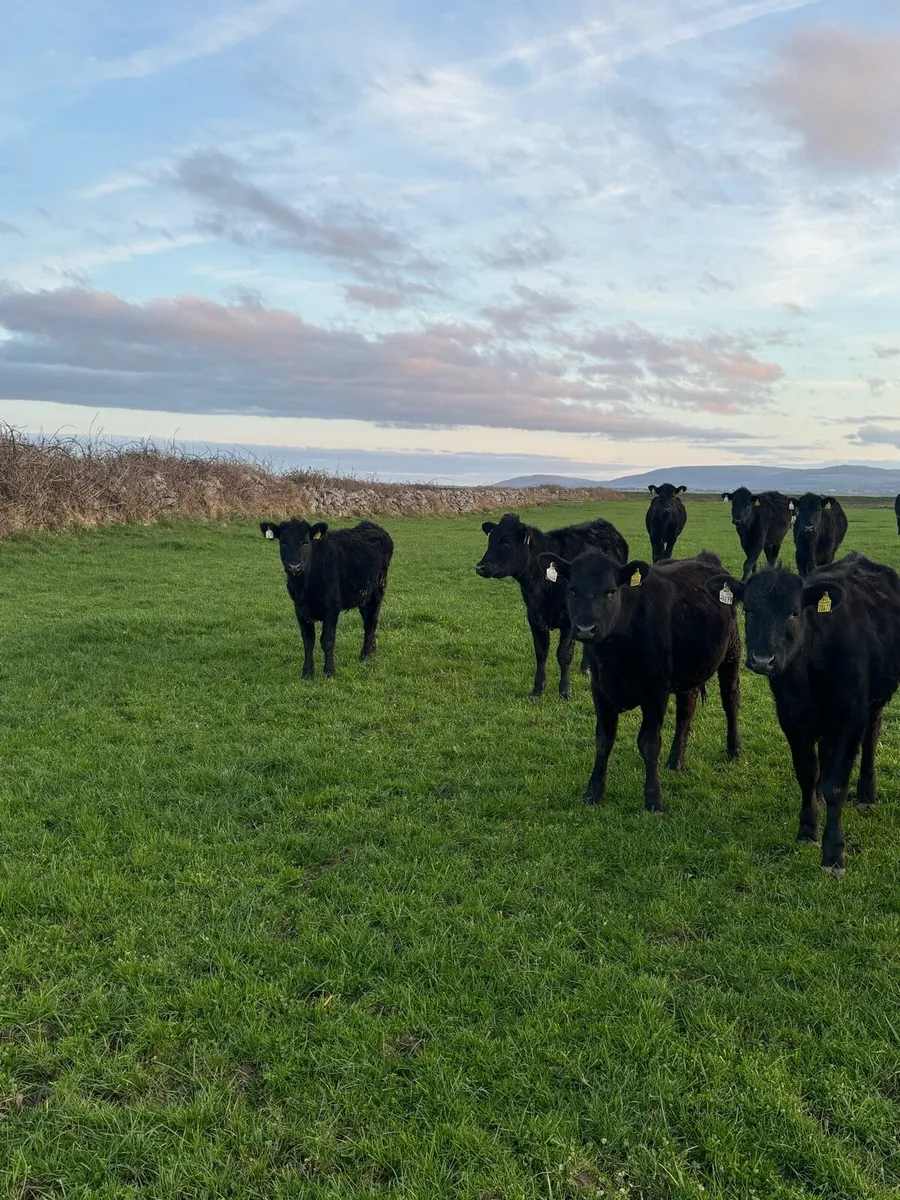 Angus weanlings - Image 3