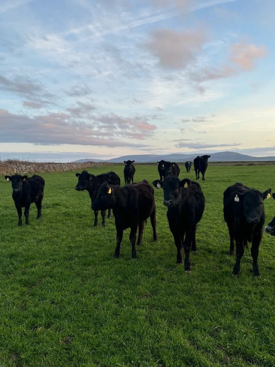 Angus weanlings - Image 4