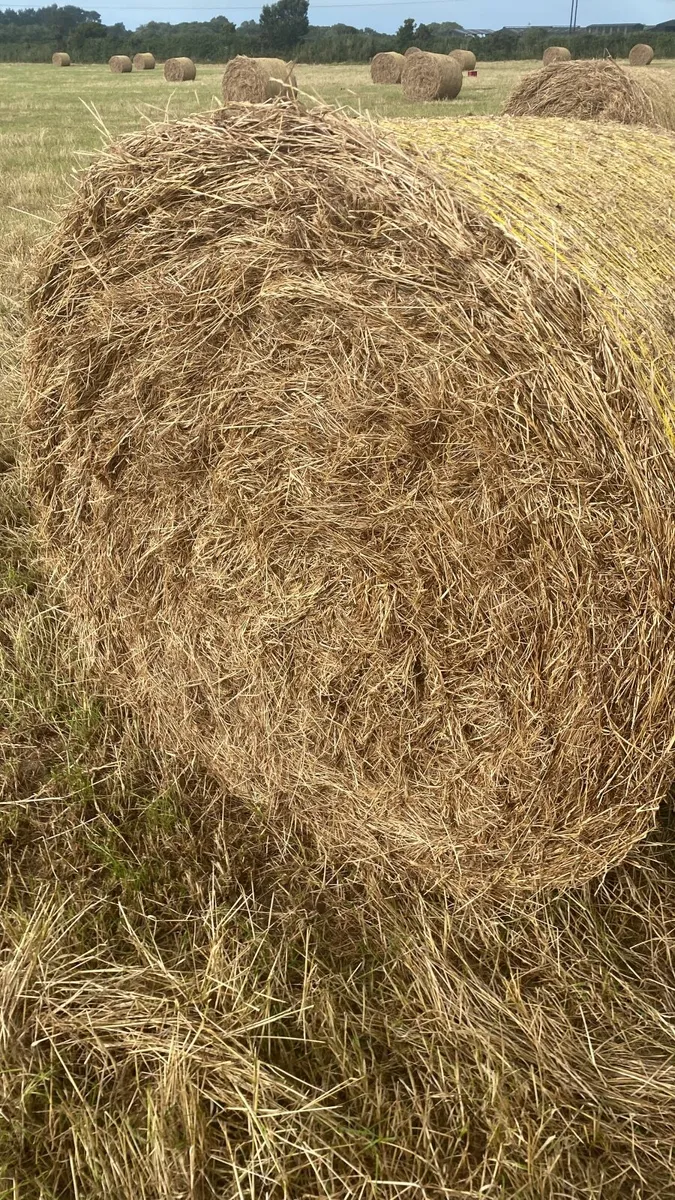 Hay - Image 4