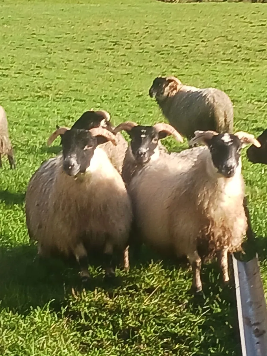 Perth and lanerks and mayo horned hoggets - Image 3