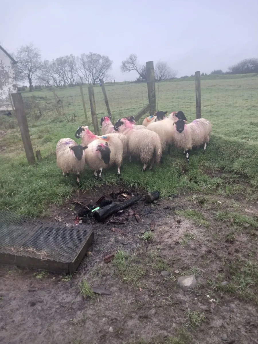 Perth and lanerks and mayo horned hoggets - Image 1