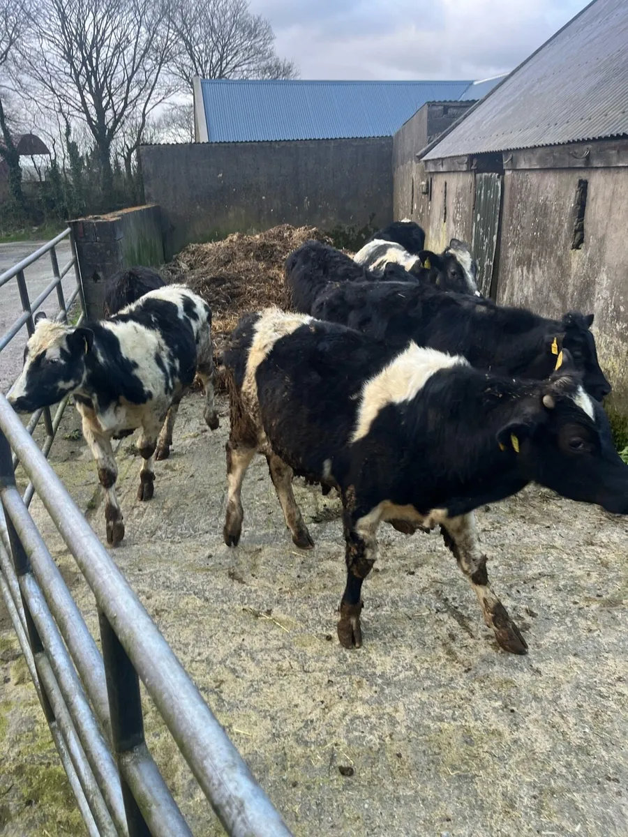Eight Bullock Belgian Blue & Limousines - Image 1