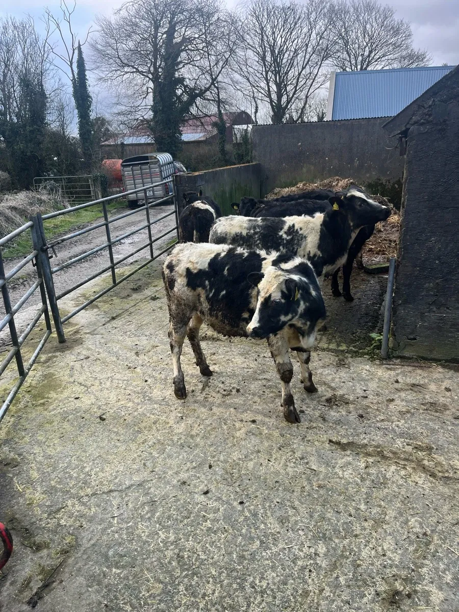 Eight Bullock Belgian Blue & Limousines - Image 3