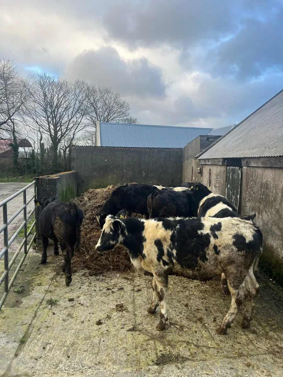Eight Bullock Belgian Blue & Limousines - Image 4