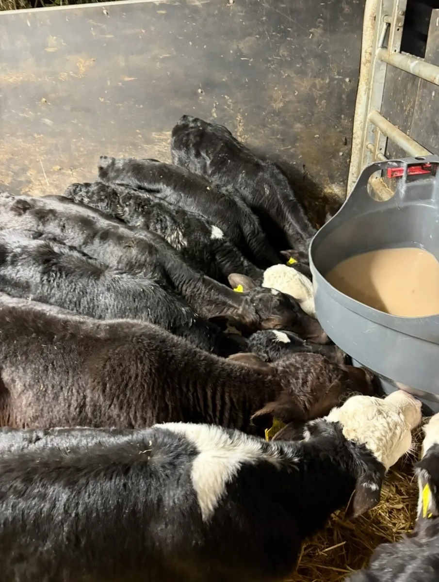 9 smashing bull calves for sale🔥 - Image 1
