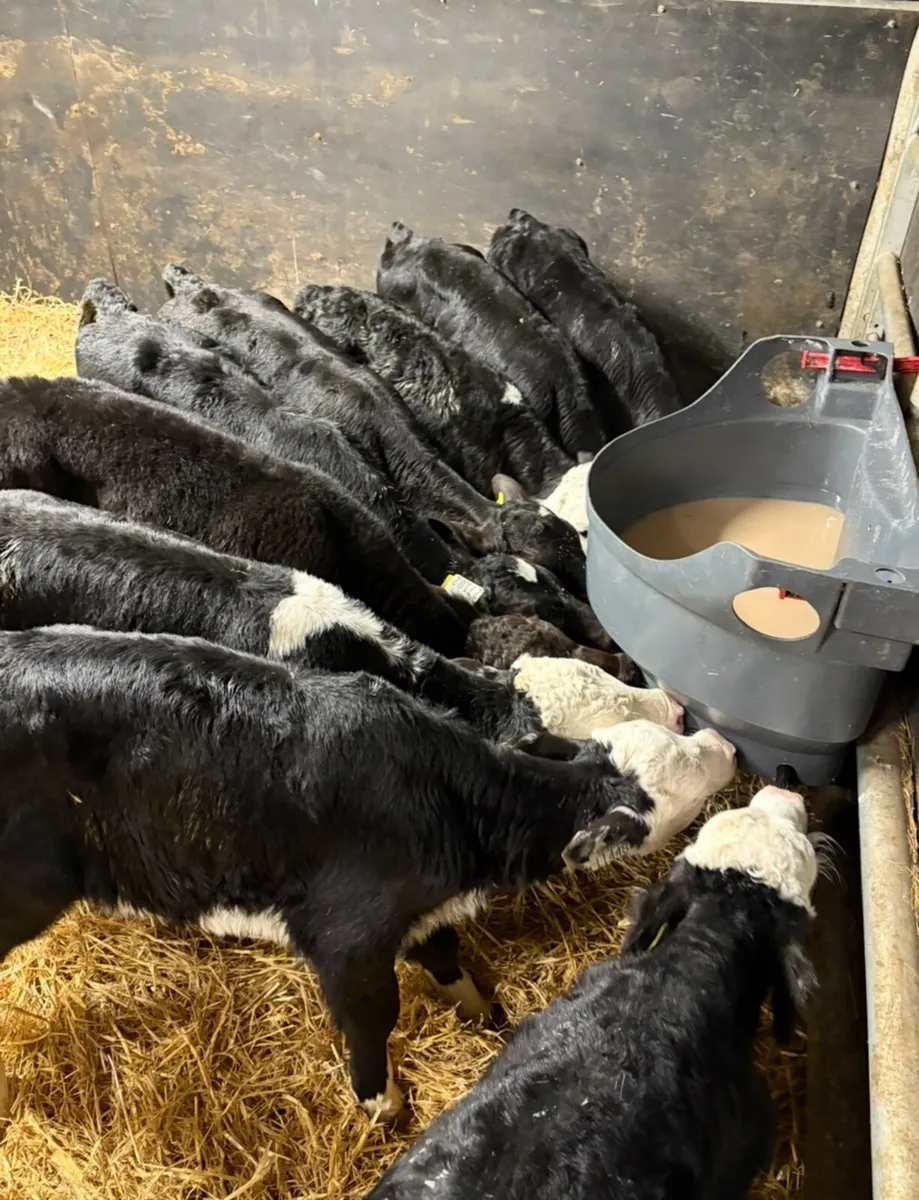 9 smashing bull calves for sale🔥 - Image 2