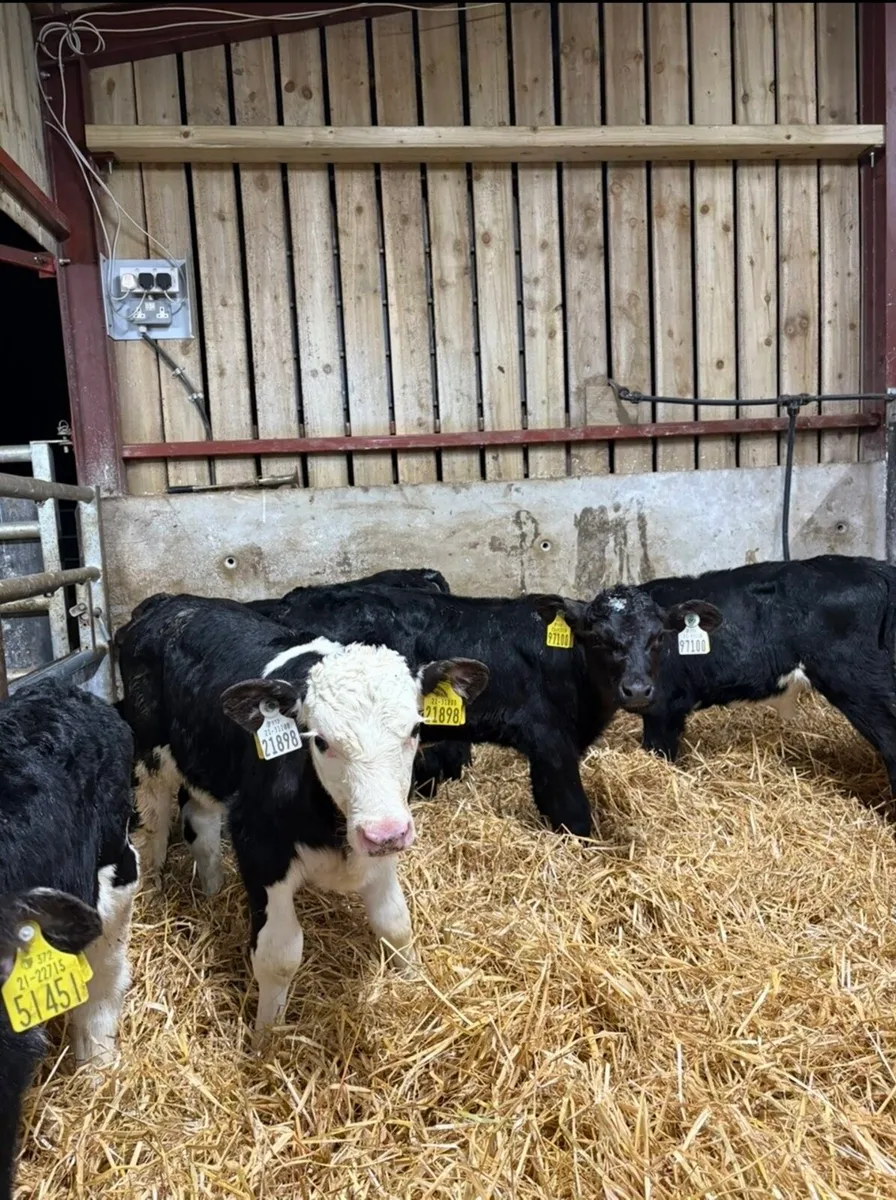 9 smashing bull calves for sale🔥 - Image 4