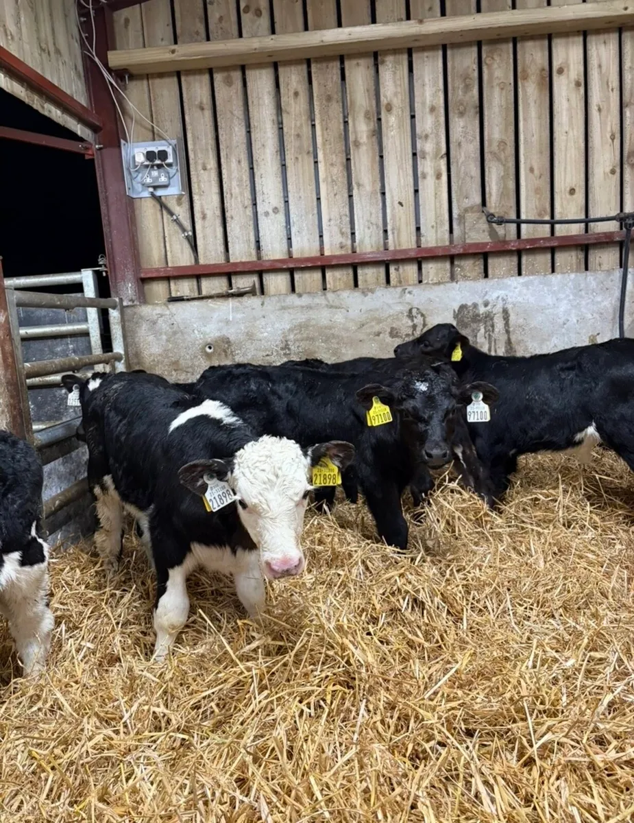 9 smashing bull calves for sale🔥 - Image 3
