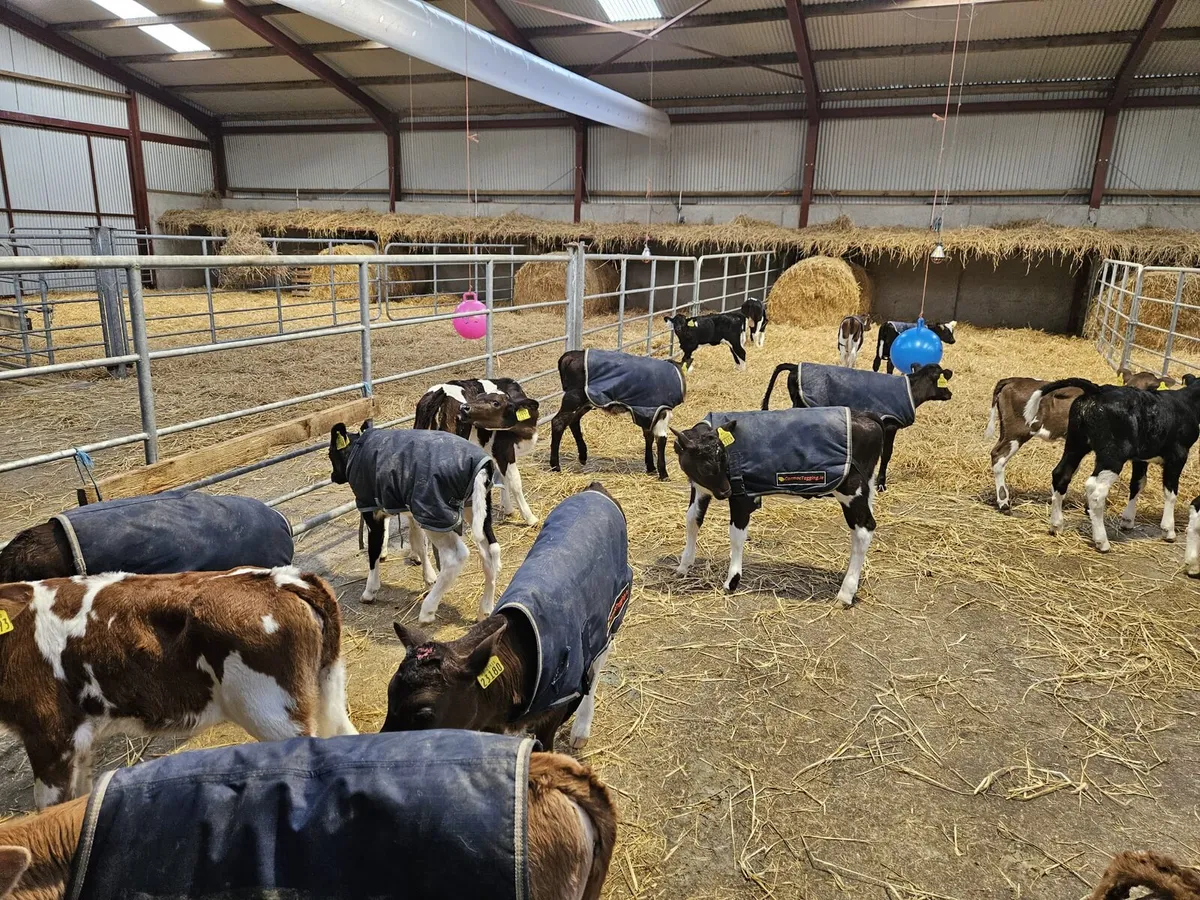 Crossbred Heifer calves - Image 1