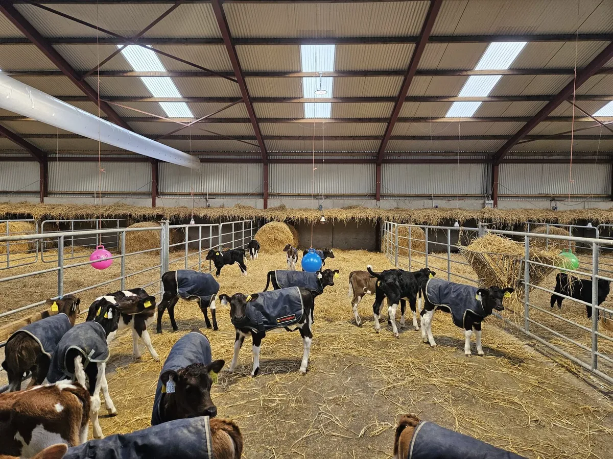 Crossbred Heifer calves - Image 2