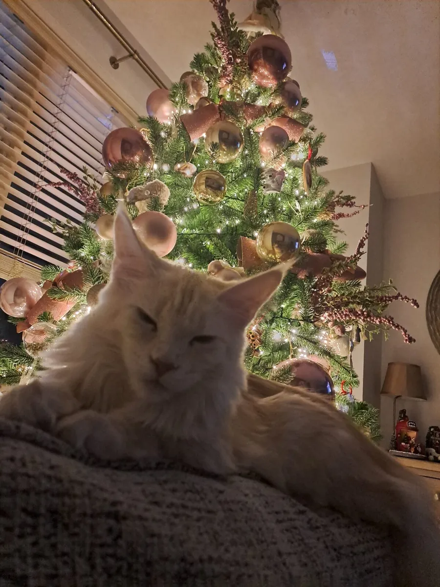 Pure breed Maine Coon - Image 1