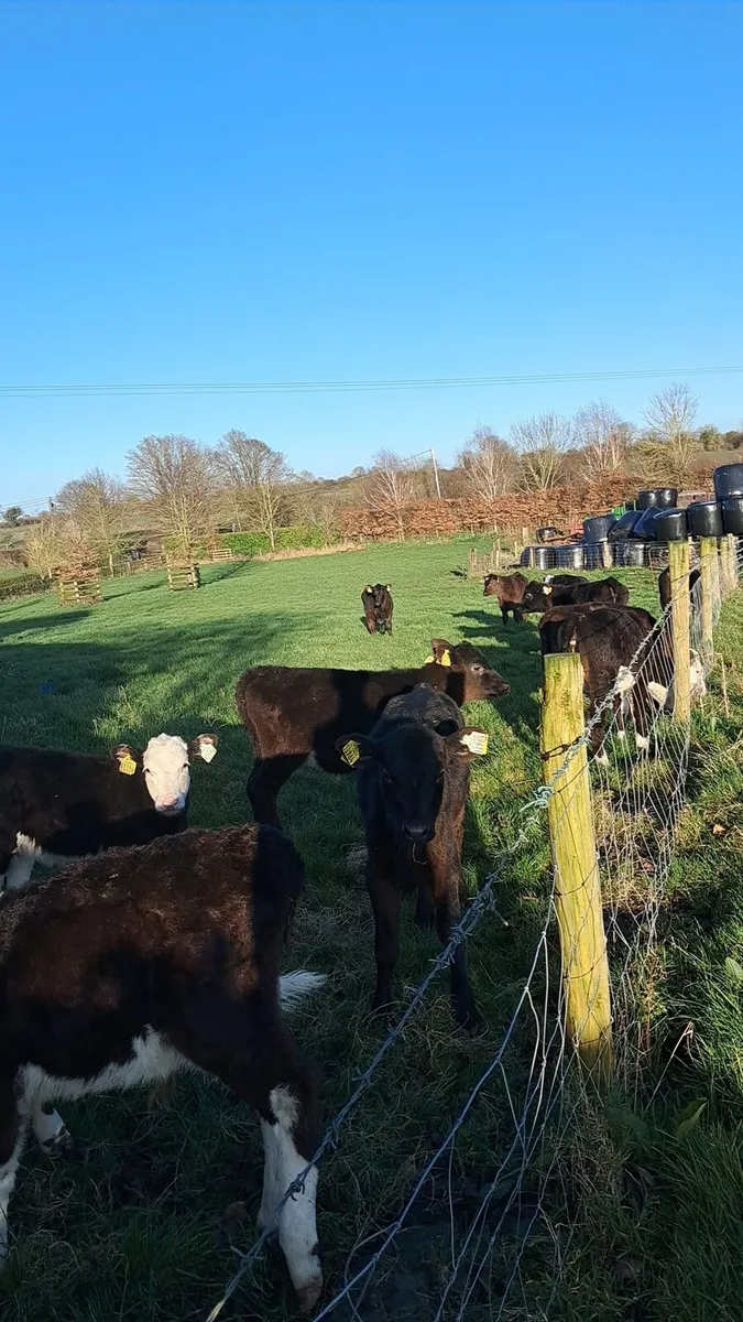 Organic calves - Image 3