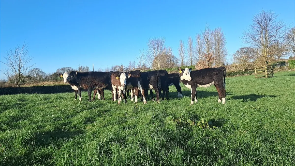 Organic calves - Image 1