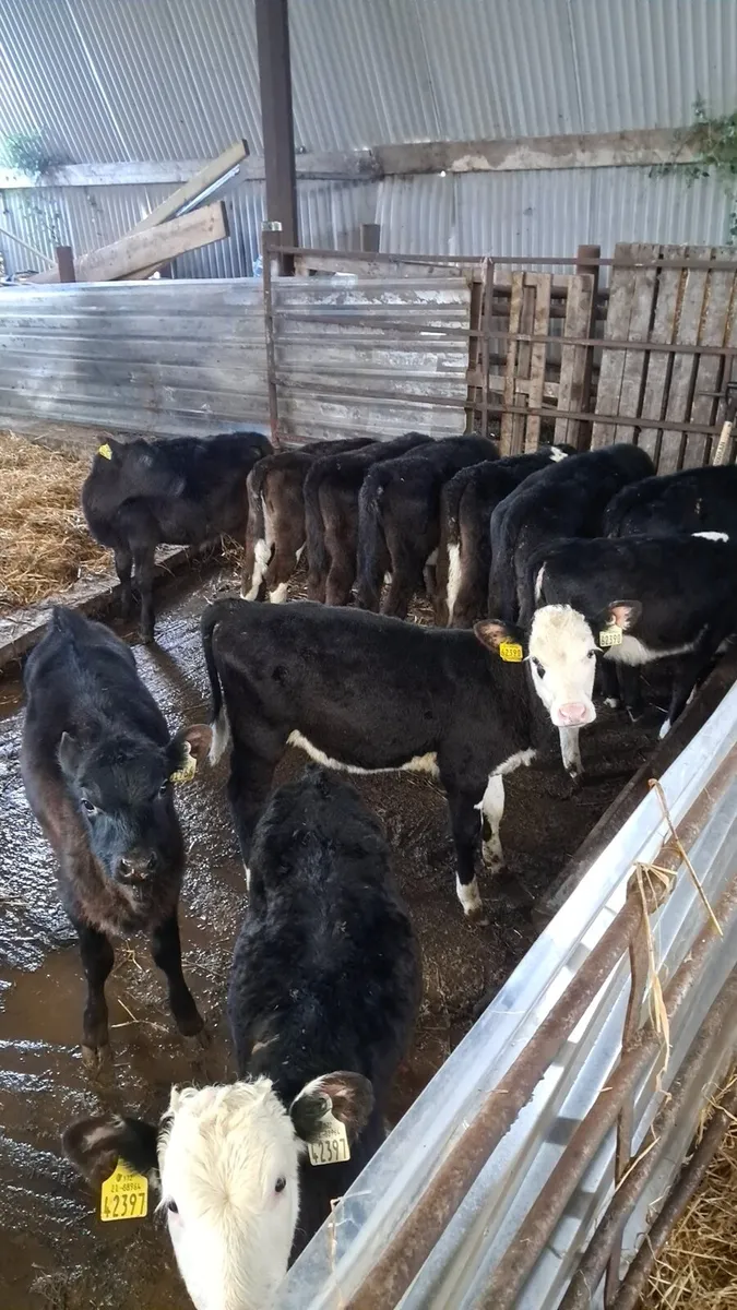Organic calves - Image 2