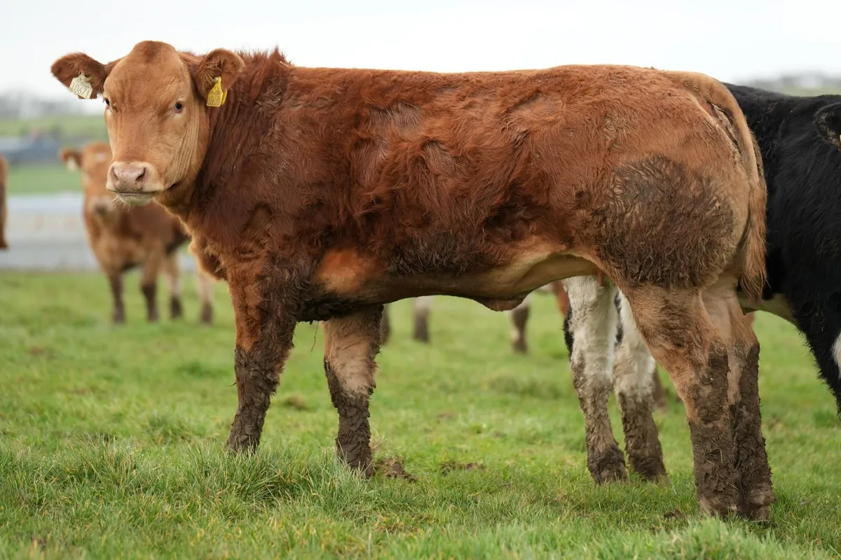 🌟 Heifers for Manorhamilton mart Monday 🌟 - Image 1