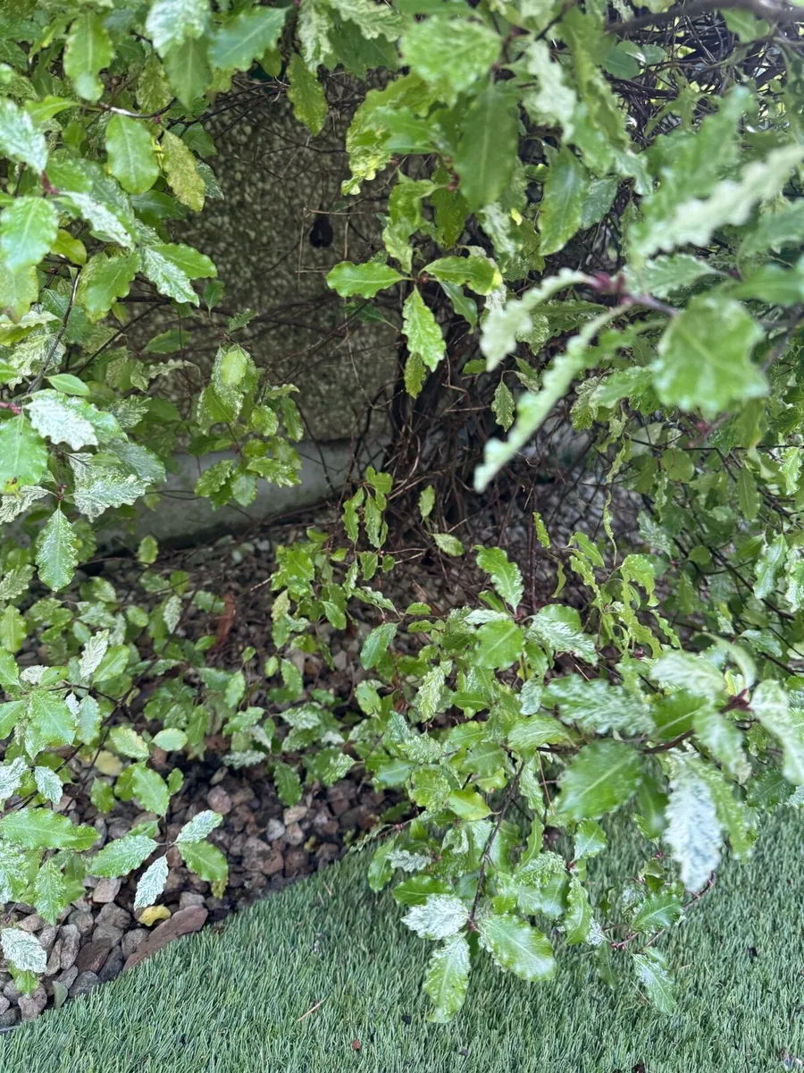 Several Bushes - Image 4