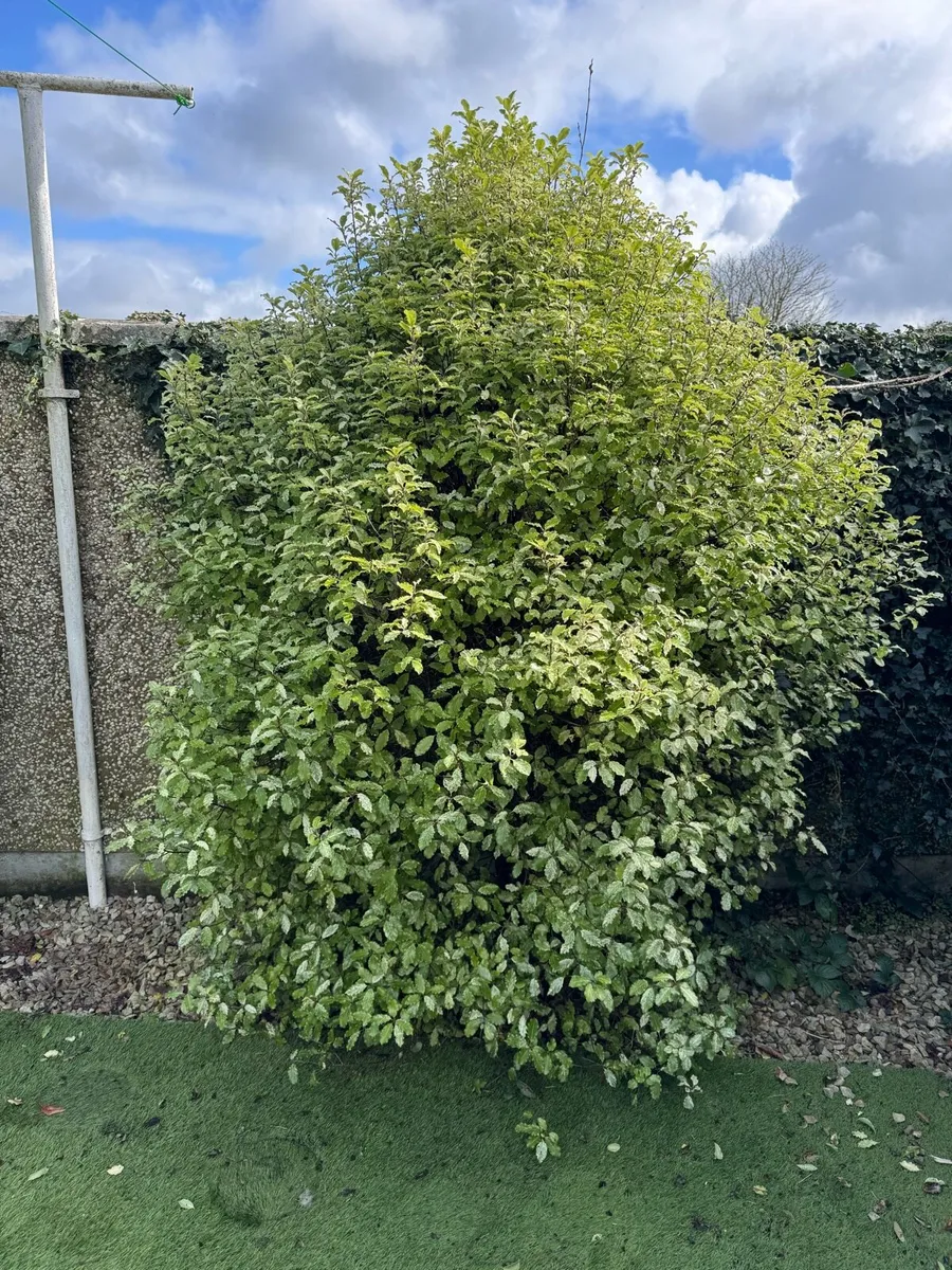 Several Bushes - Image 1