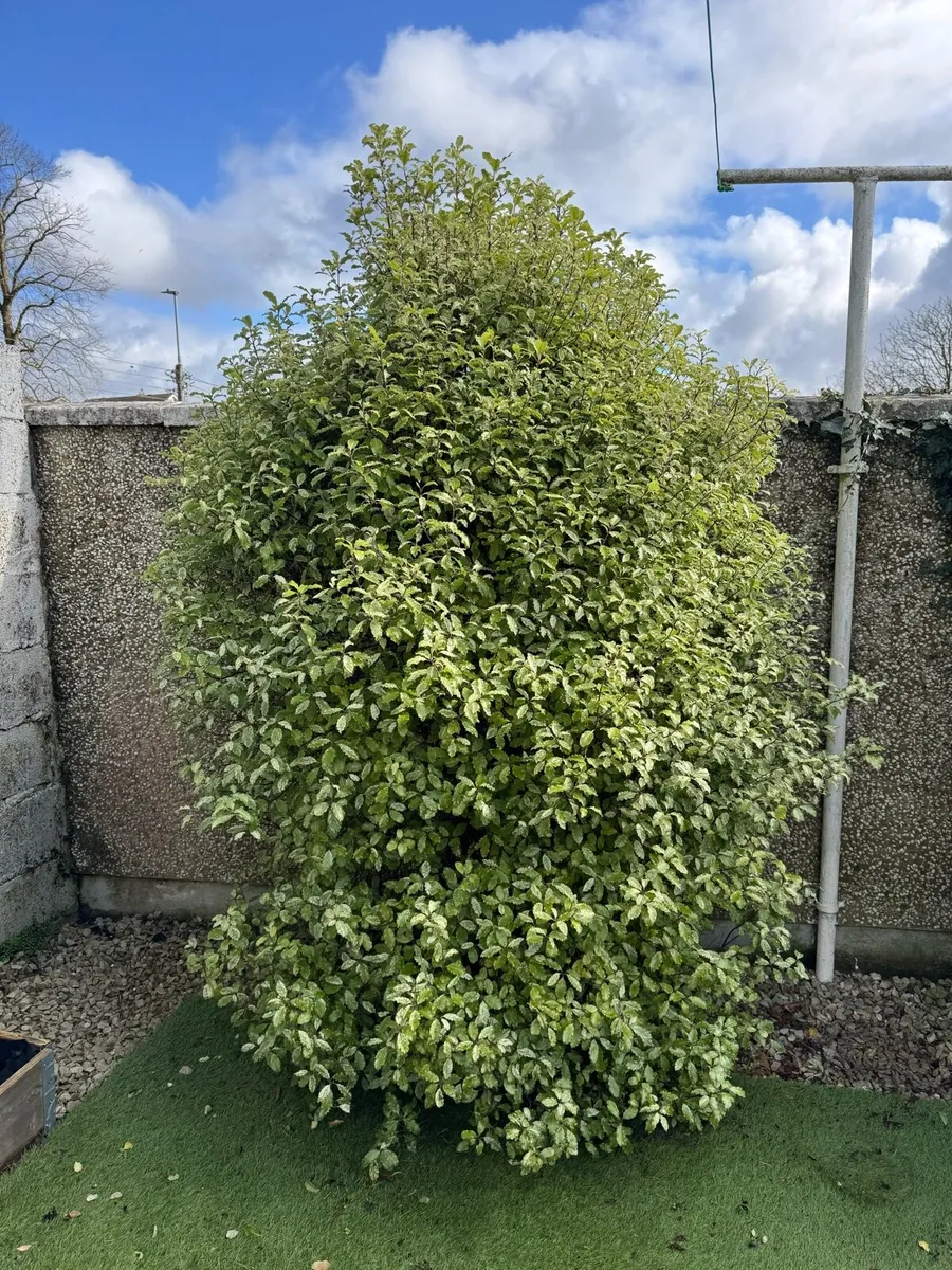 Several Bushes - Image 2