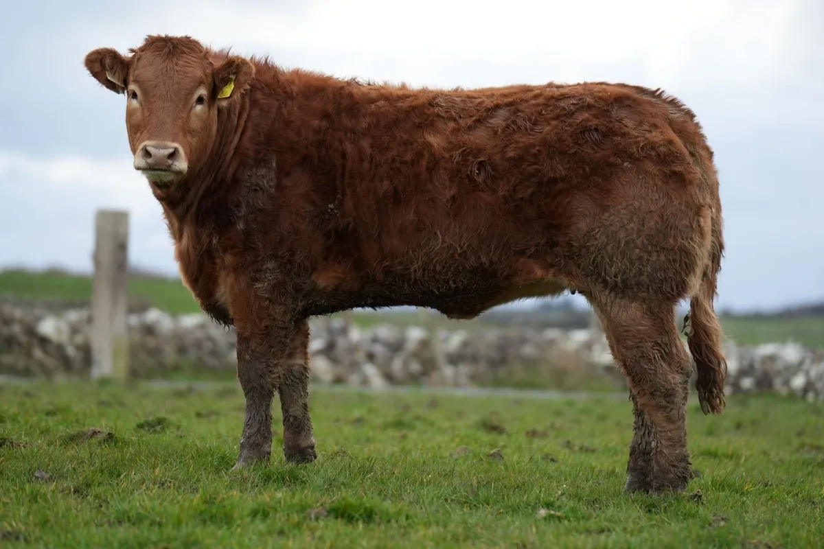 🌟 Heifers for Manorhamilton mart Monday 🌟 - Image 3