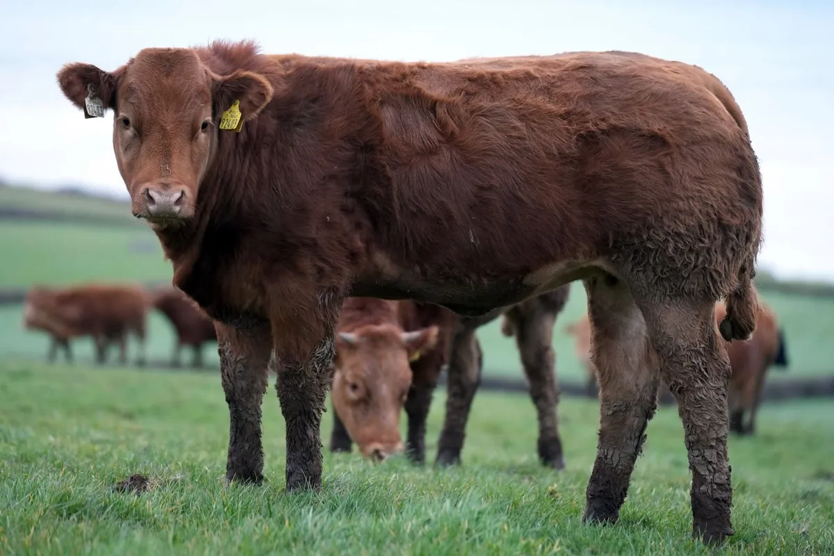🌟 Heifers for Manorhamilton mart Monday 🌟 - Image 4