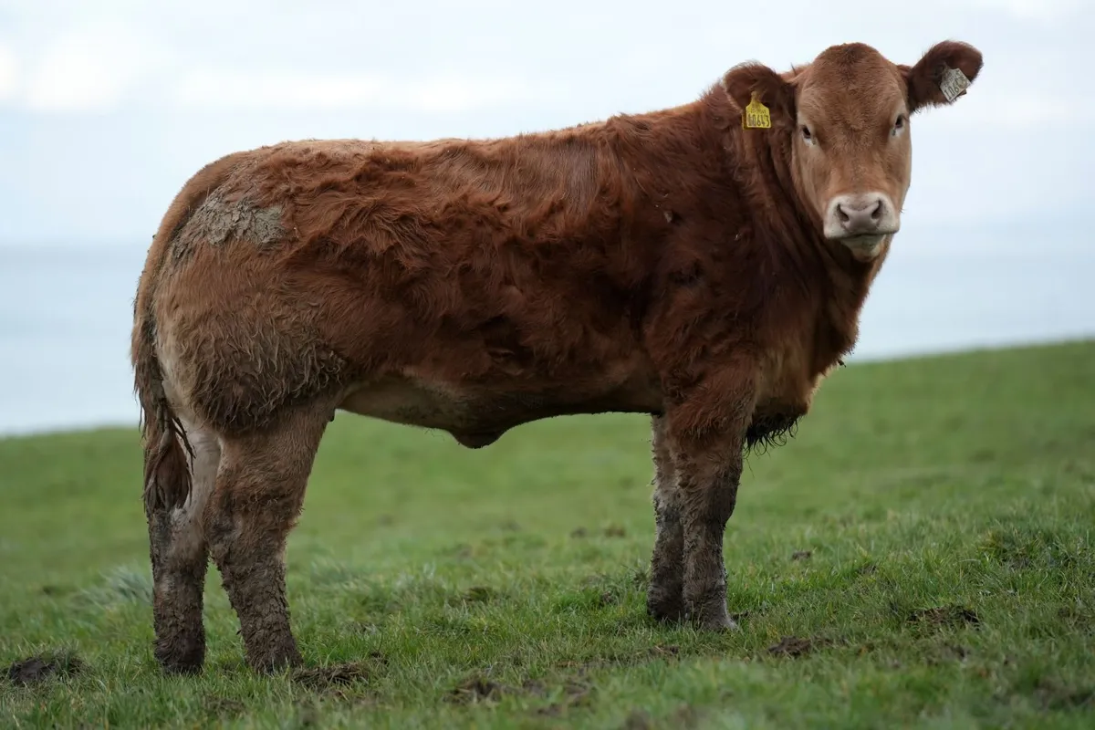 🌟 Heifers for Manorhamilton mart Monday 🌟 - Image 2