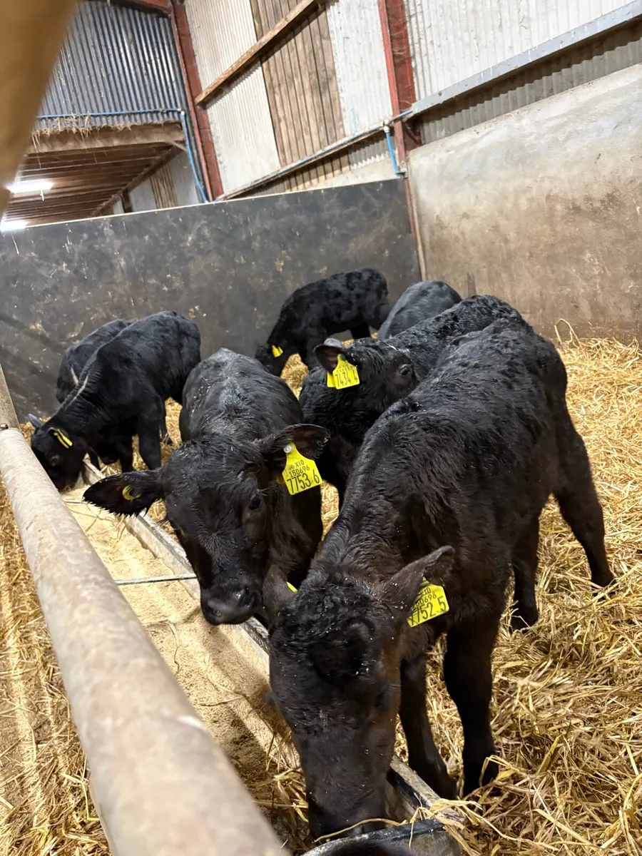 Angus heifers - Image 1