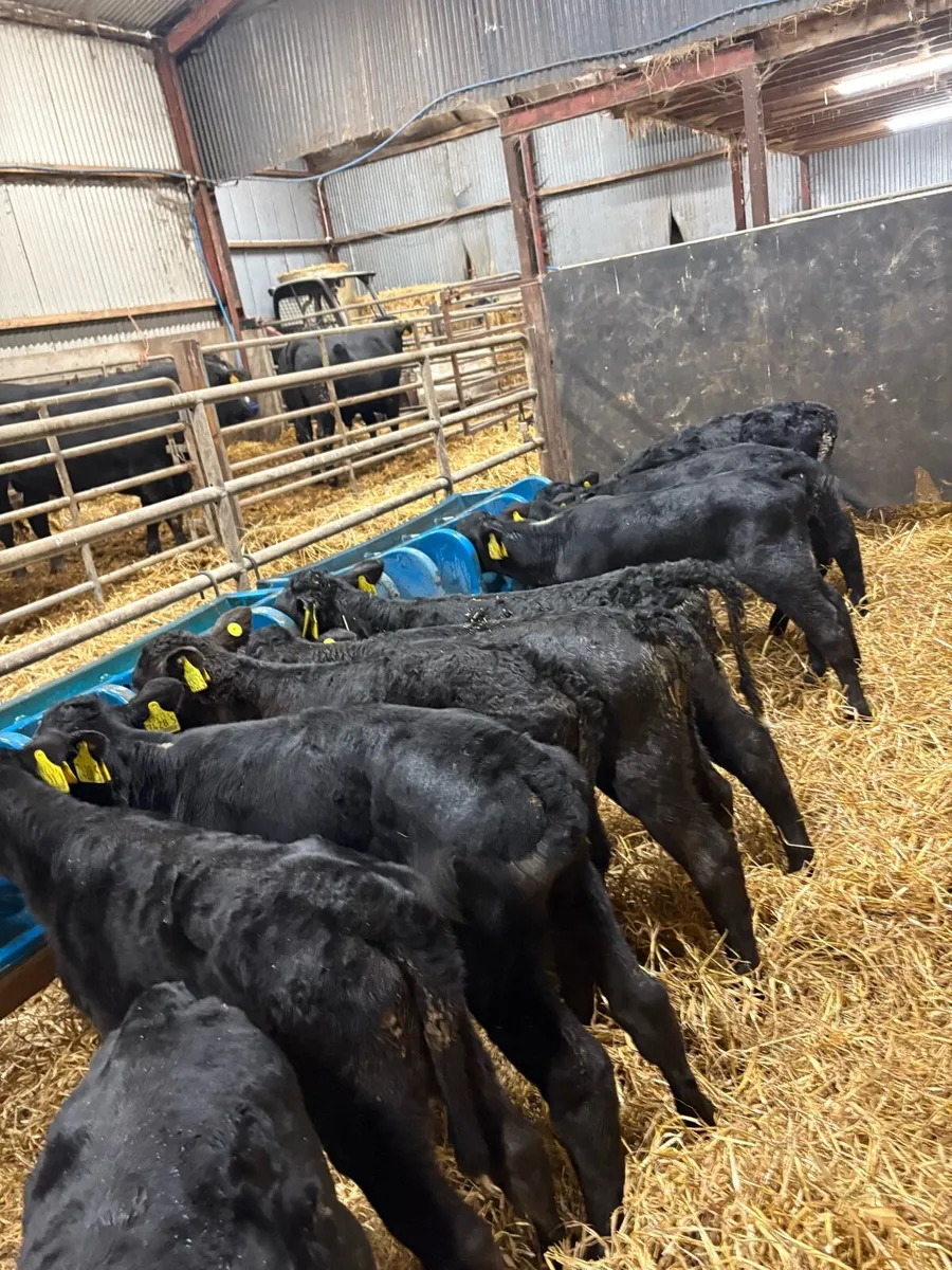 Angus heifers - Image 2