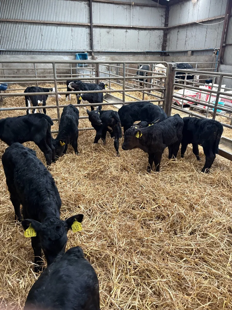 Angus heifers - Image 3