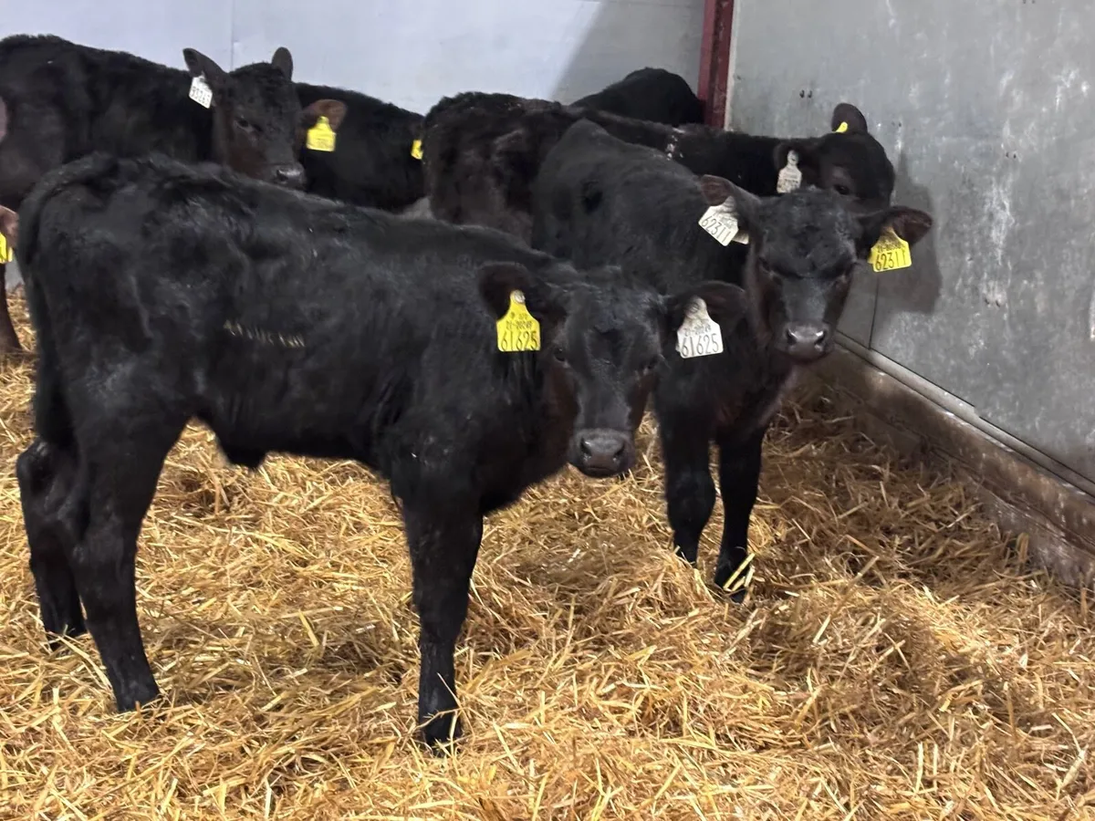 12 ANGUS CALVES FOR SALE - Image 2