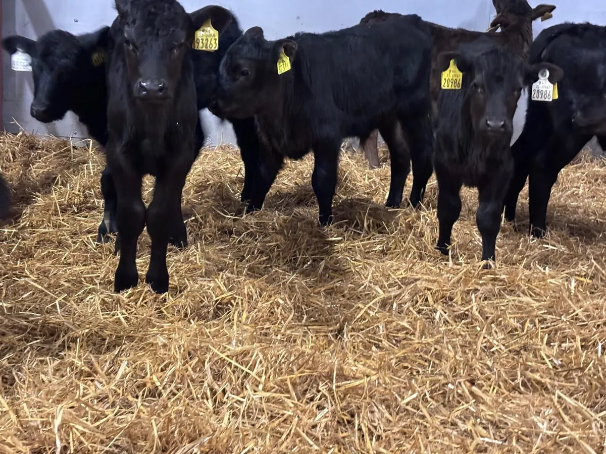 12 ANGUS CALVES FOR SALE - Image 1