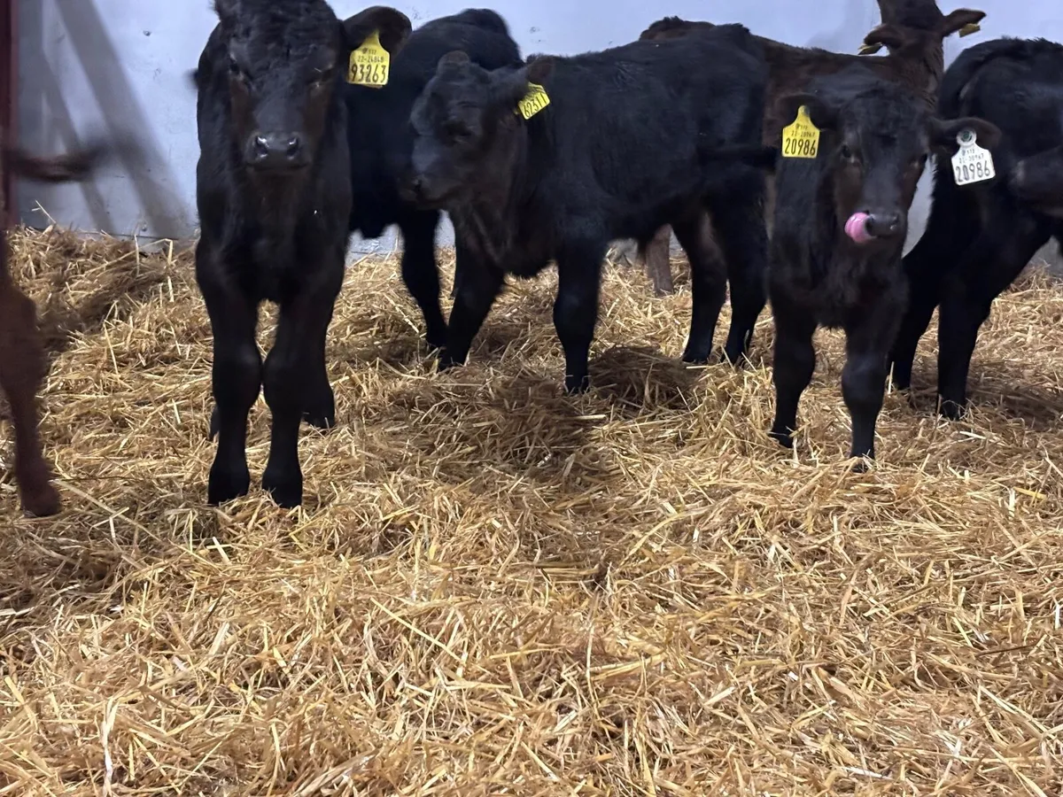 12 ANGUS CALVES FOR SALE - Image 3