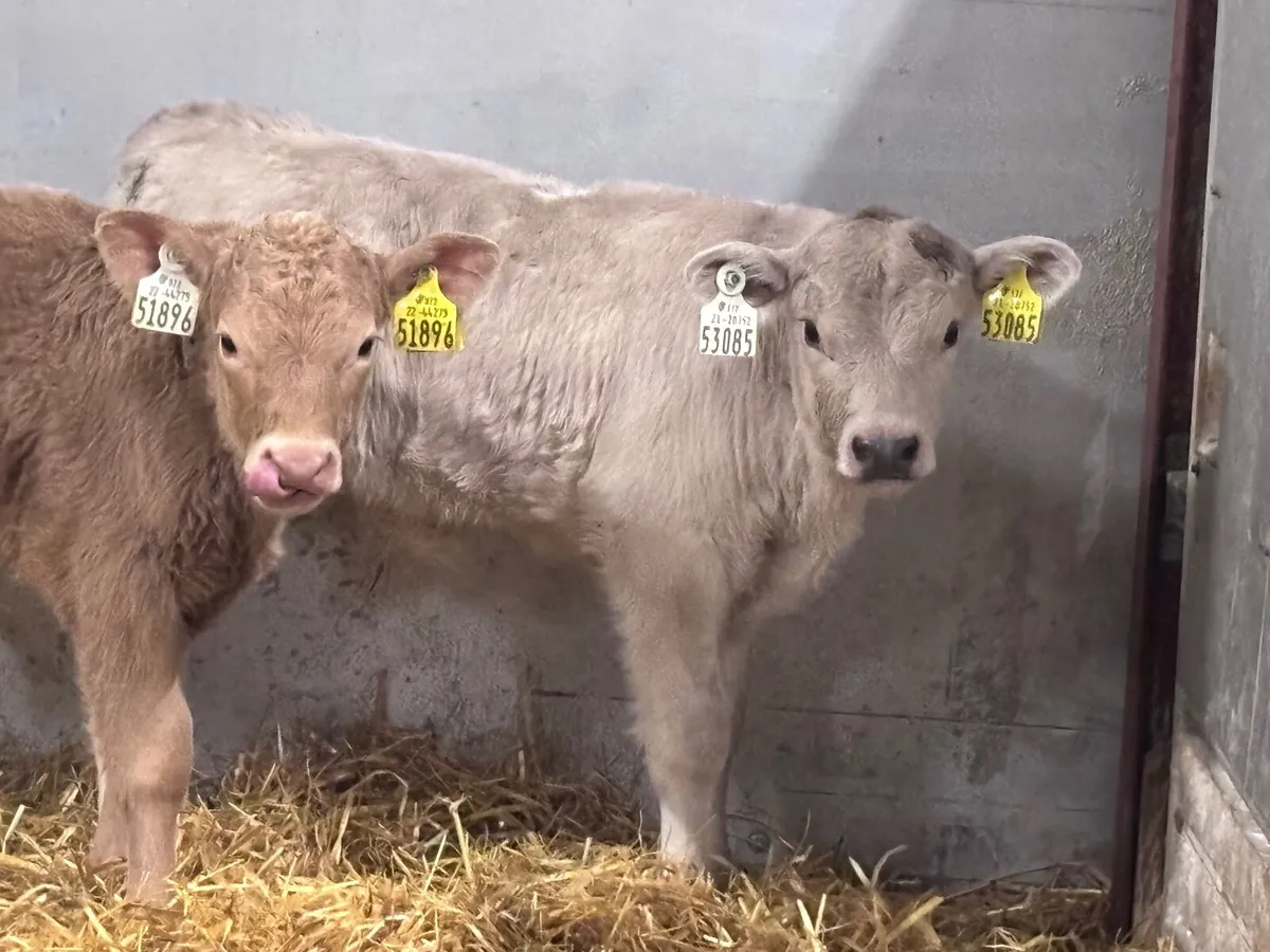 4 Charlaois calves for sale - Image 1