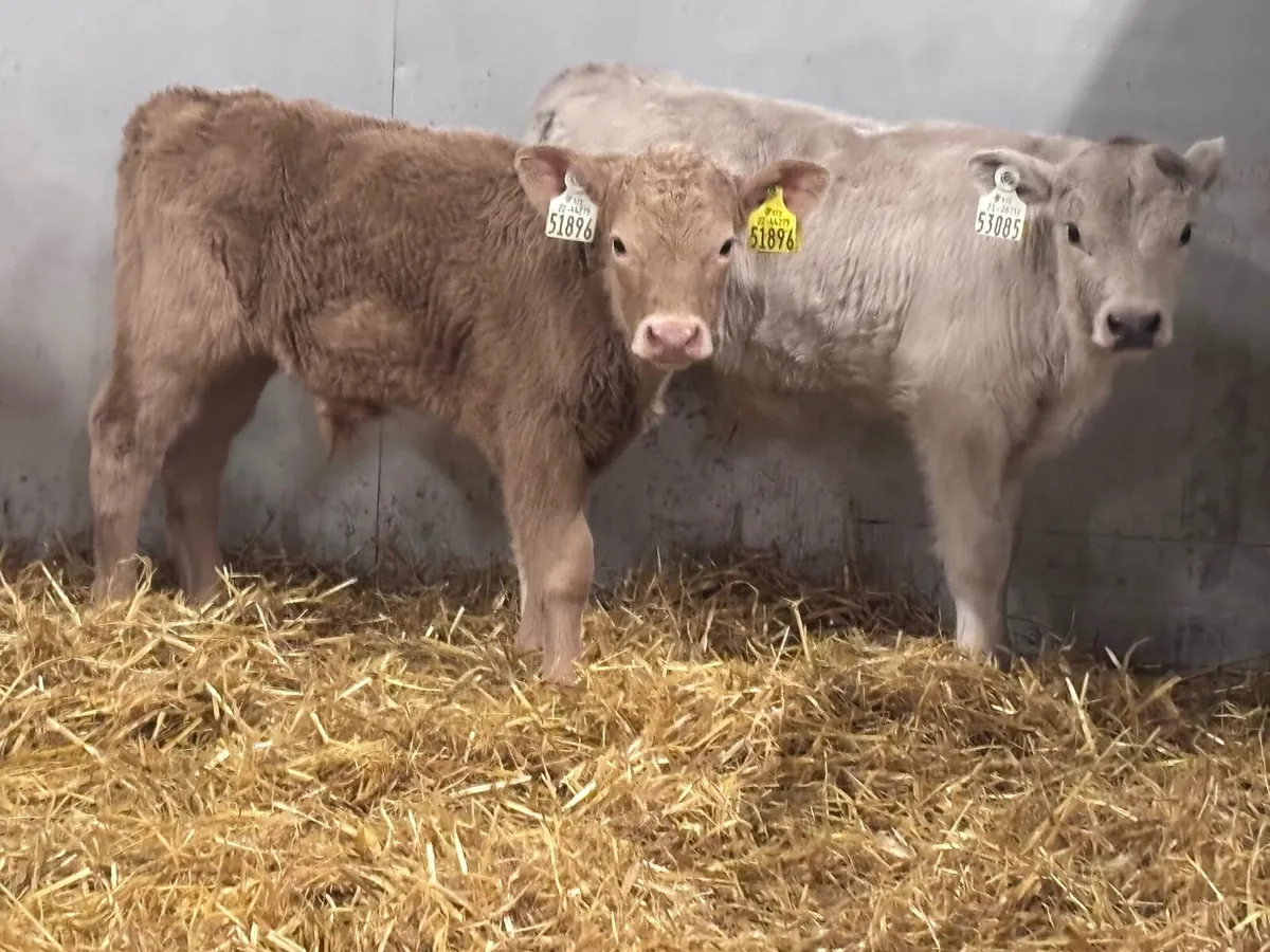 4 Charlaois calves for sale - Image 4