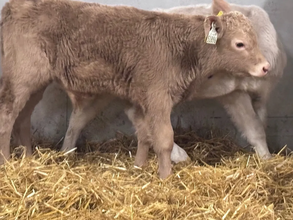 4 Charlaois calves for sale - Image 2