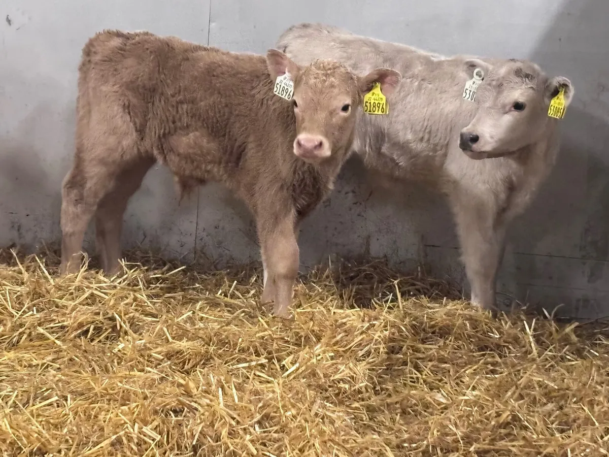 4 Charlaois calves for sale - Image 3