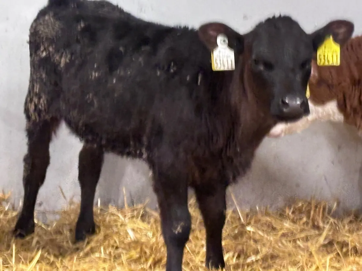 5 top quality Hereford & Angus calves for sale - Image 2