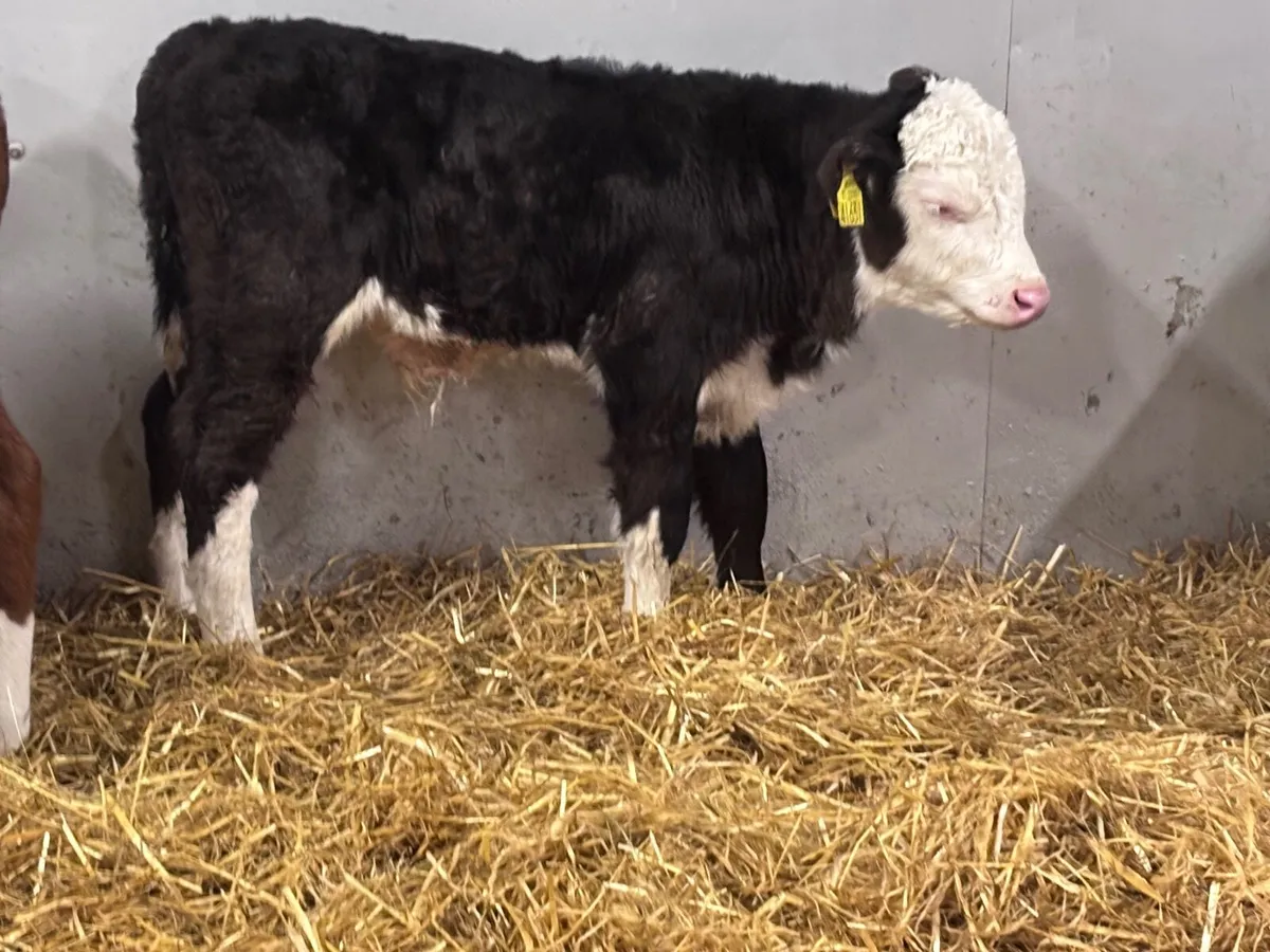 5 top quality Hereford & Angus calves for sale - Image 1
