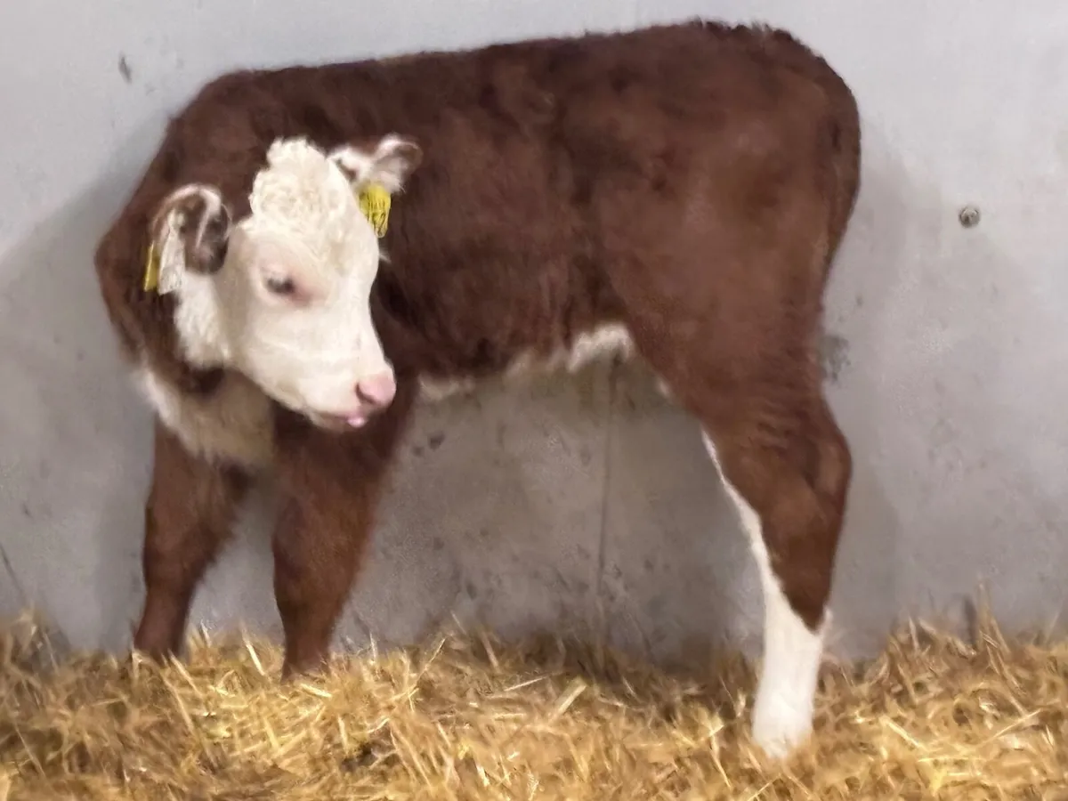 5 top quality Hereford & Angus calves for sale - Image 3