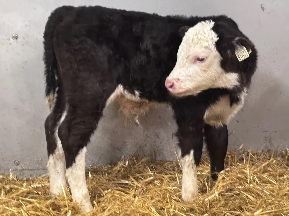 5 top quality Hereford & Angus calves for sale - Image 4