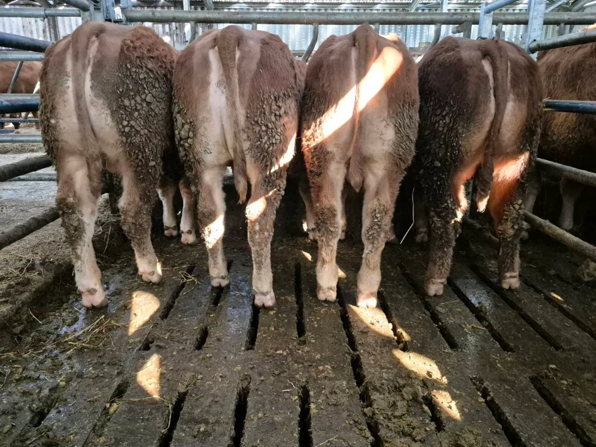 PBR Lim bull weanlings. - Image 1