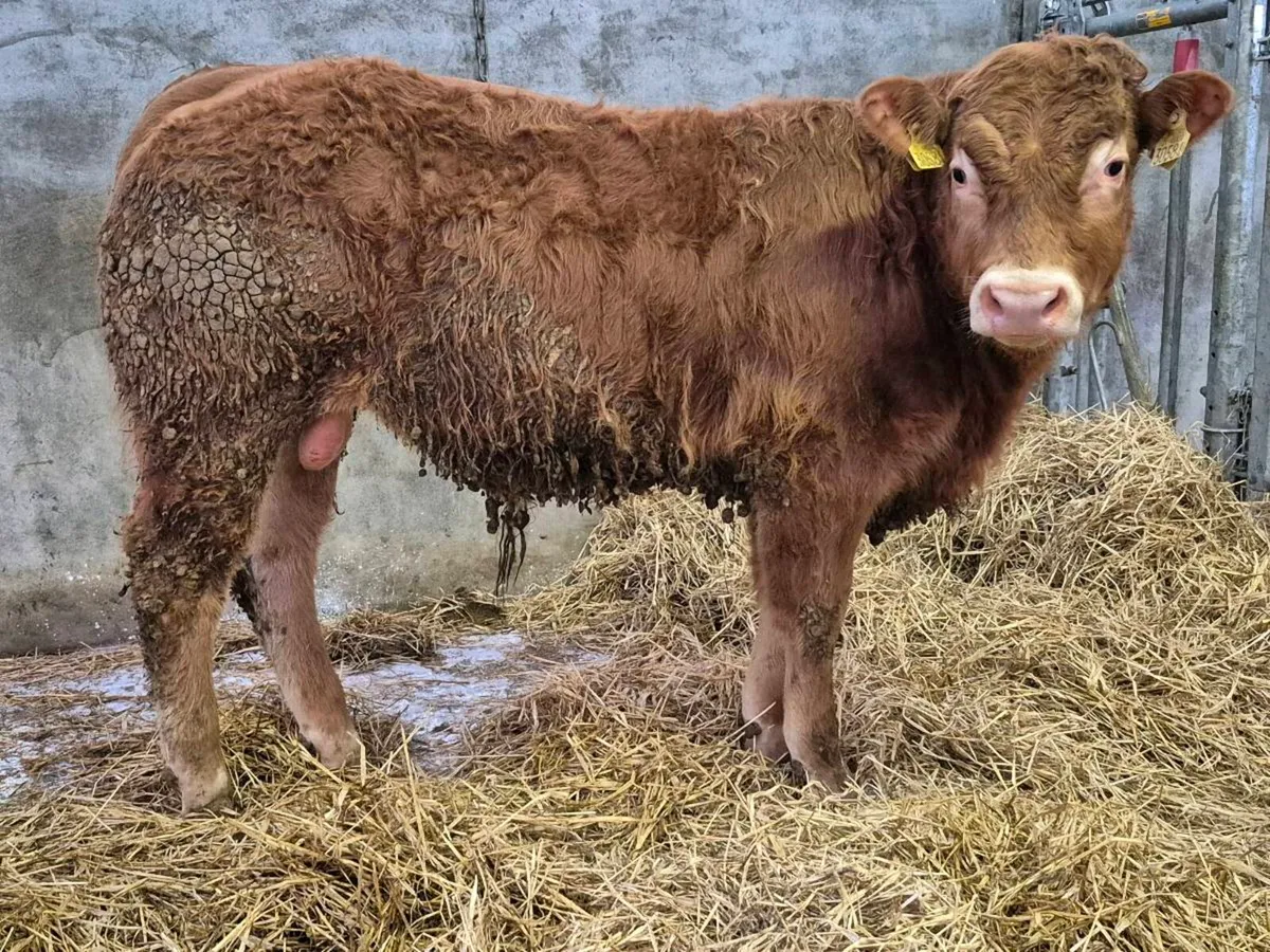 PBR Lim bull weanlings. - Image 2