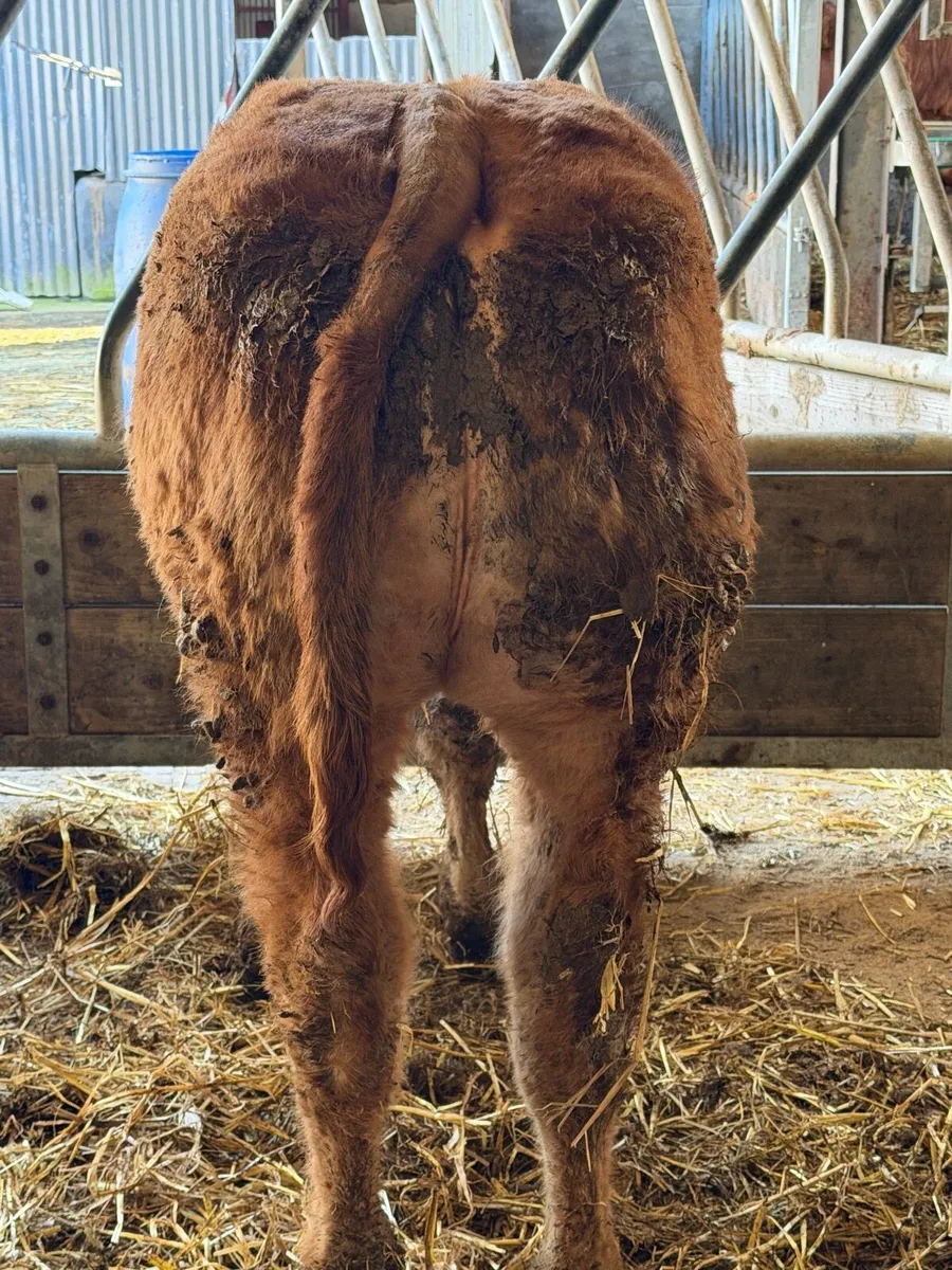 Claddagh McCabe heifer calf - Image 2
