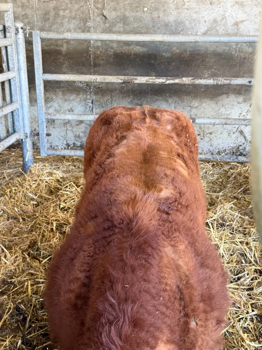 Claddagh McCabe heifer calf - Image 3