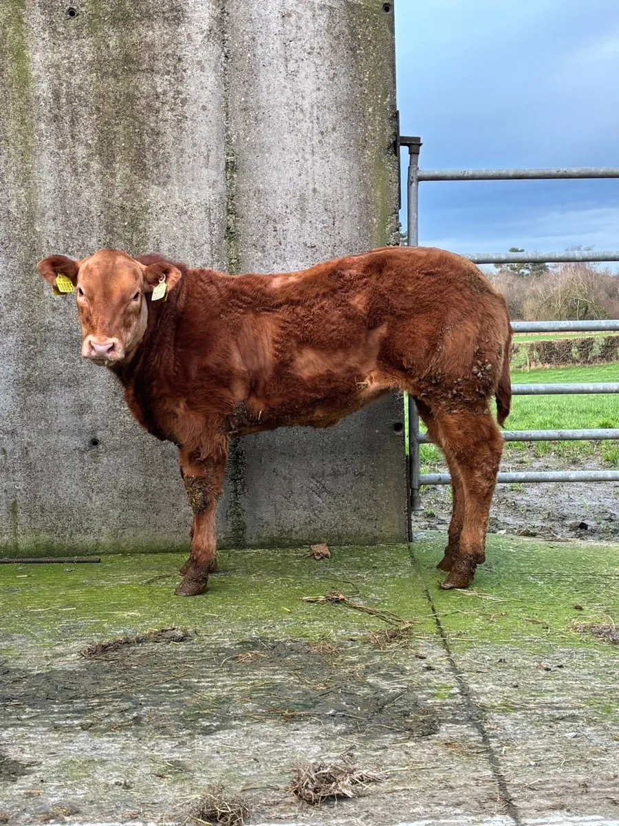 Claddagh McCabe heifer calf - Image 1