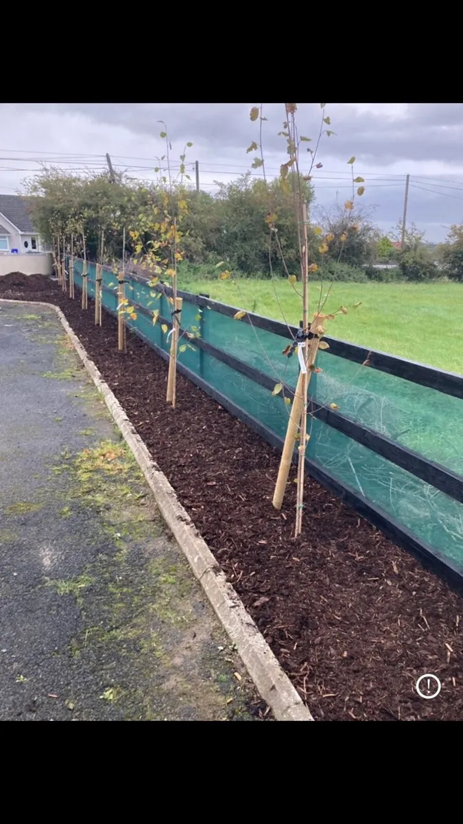 Hedge planting wind protection - Image 1
