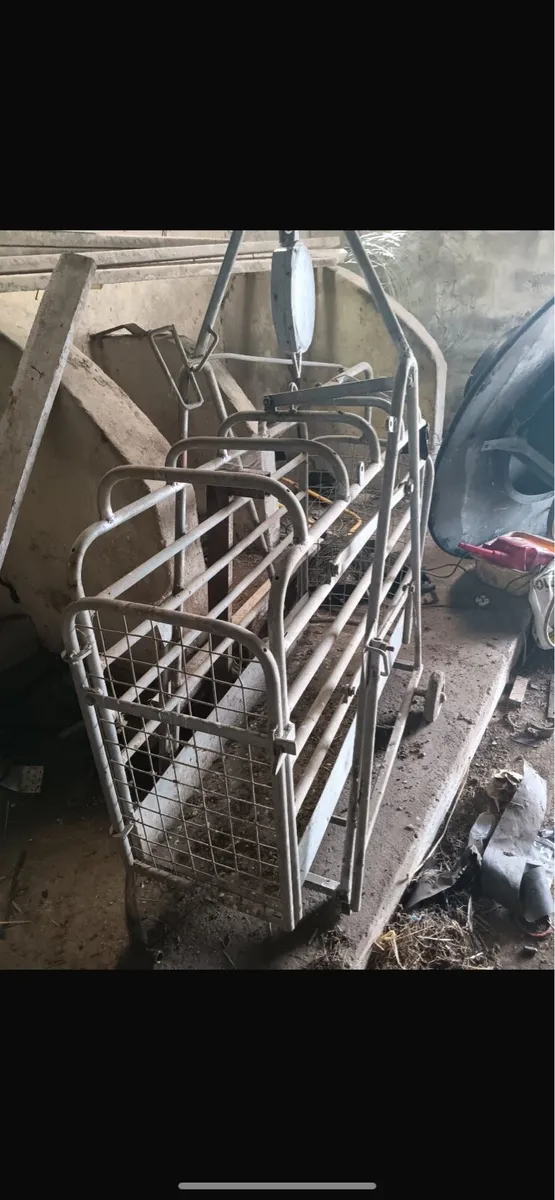 Sheep scales, feeder and guillotine gate - Image 3