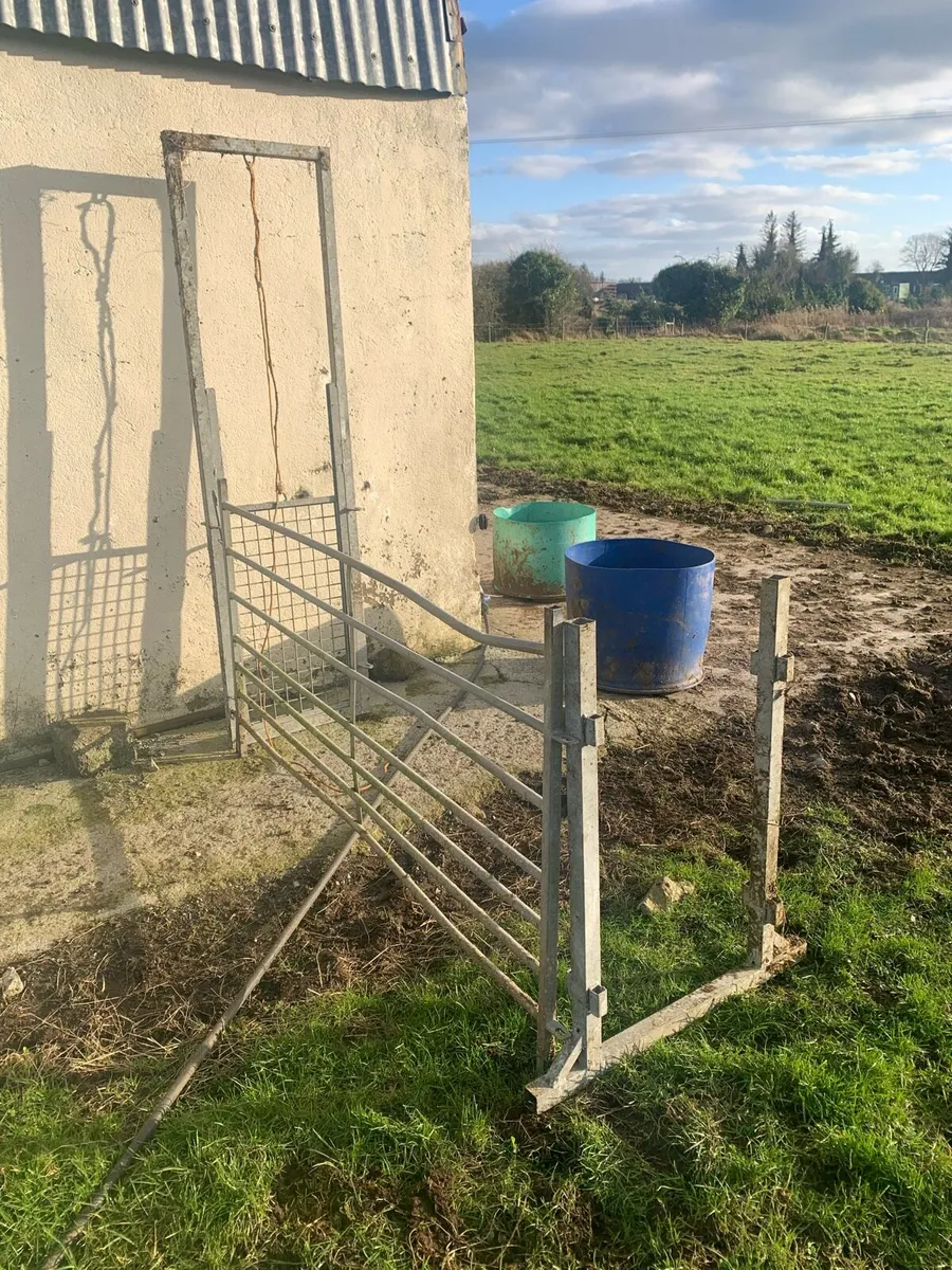 Sheep scales, feeder and guillotine gate - Image 4