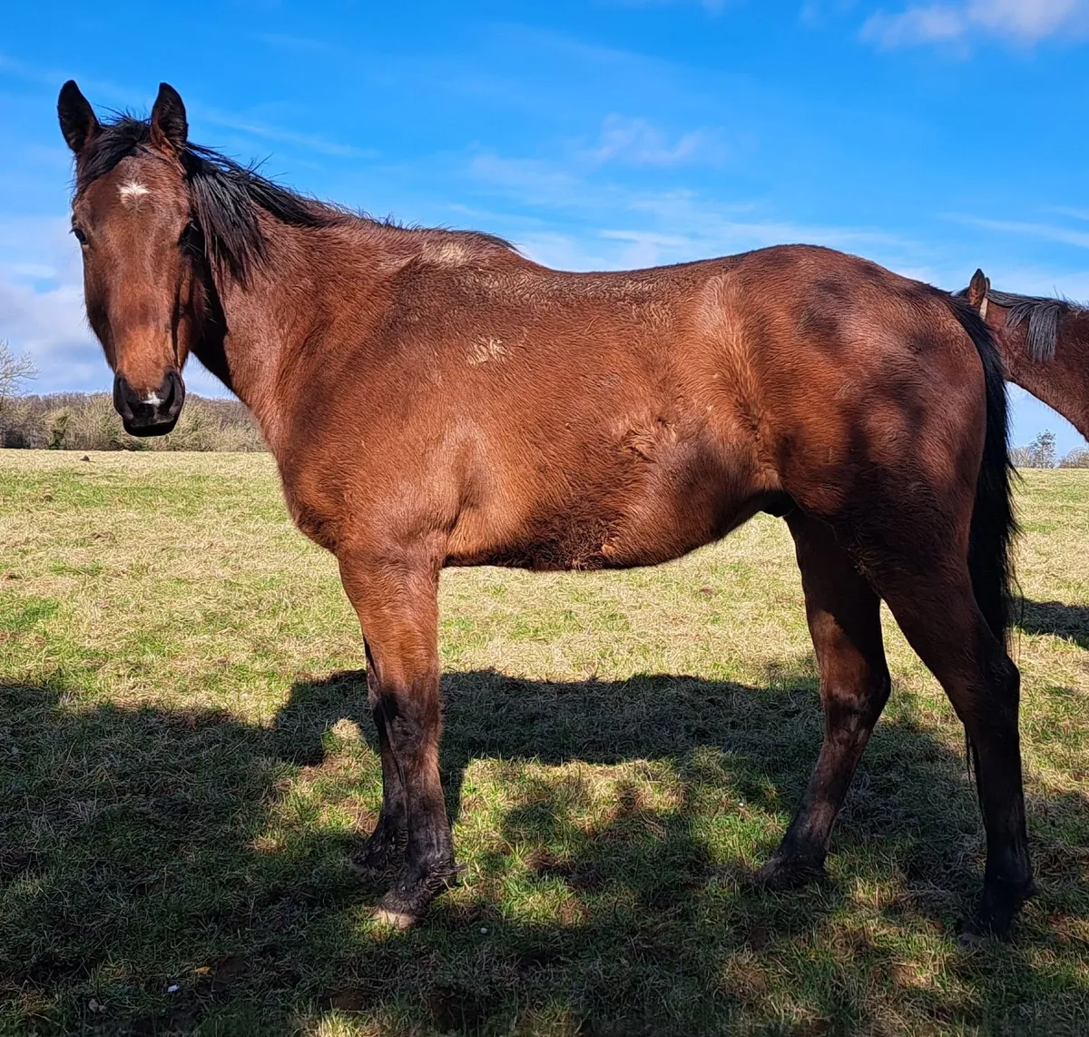 For Sale or free lease - Image 1